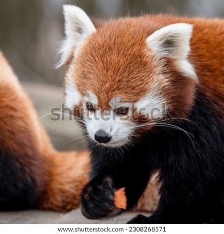 Red Panda Feeding on Bamboo Shots