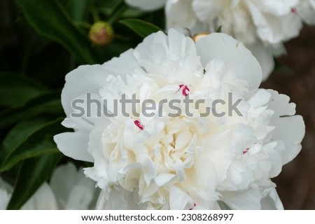 Beautiful white peony with a delicate aroma