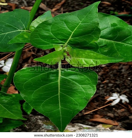 File:Solanum nigrum
leaf1 NT nice pic good pic on line sele