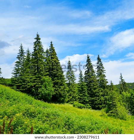 Beautiful pine trees on background high mountains. Carpathians Royalty-Free Stock Photo #2308279611