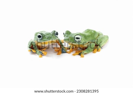 flying tree frogs isolated on white, javan tree frog, rhacophorus reinwardtii