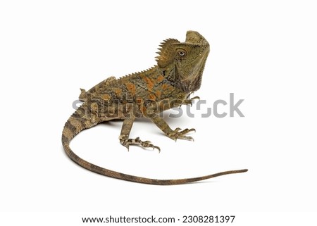 Forest dragon lizard isolated on white, Gonocephalus chamaeleontinus, animal closeup