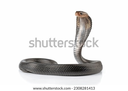Javanese cobra snake isolated on white background, Naja sputatrix