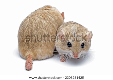 Gerbil fat tail isolated on white background