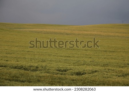 
Wheat field at ripening time, beautiful desktop background