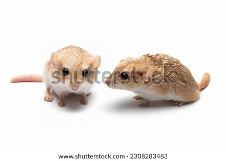 Gerbil fat tail on isolated background, Cute Garbil fat tail closeup on white background