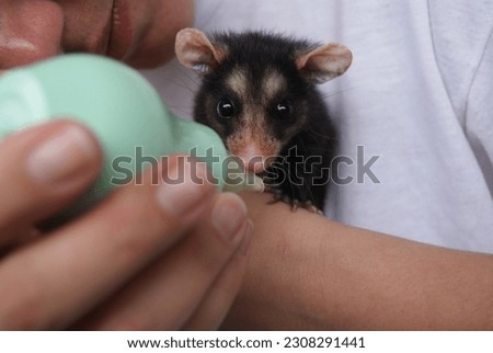 Baby possum, small mammal, drinking milk from a green small bottle