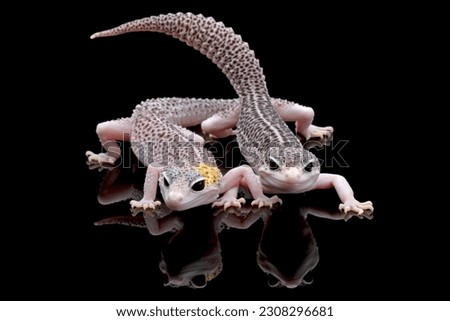 a pair of eublepharis macularius pied closeup on isolated background, Leopard gecko "eublepharis macularius" pied on isolated background, Eublepharis macularius pied