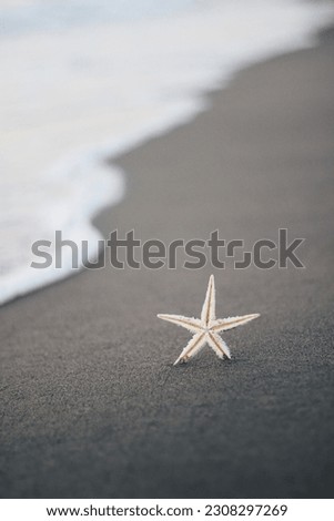 Came across Starfish while strolling on the beach