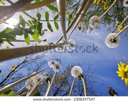 fluffy dandelion wtih blue sky backgorund. pictured taken from below from the ant's angle view
