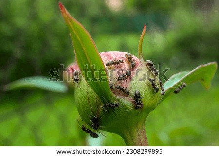 Ants on peony buds in the spring garden