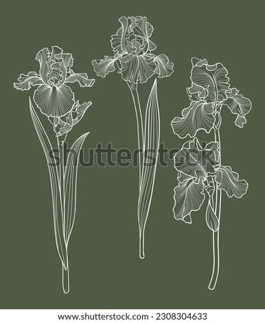 set of iris flowers, floral vector illustration Royalty-Free Stock Photo #2308304633