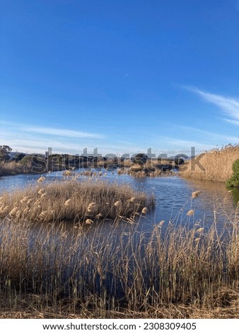 Natural area of the Llobregat delta. Reed in the foreground at the mouth of the Llobregat river.
