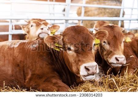 Red heifers in cattle farm resting and looking at camera. Royalty-Free Stock Photo #2308314203
