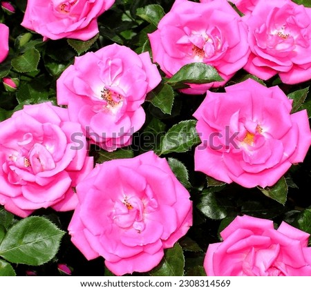 Bush of pink roses on a summer day in the garden. Nature. Background of roses. Selective focus.