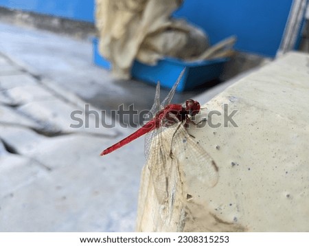 Red dragonfly perch on low concrete. The photo is suitable to use for animal wildlife and animal poster.