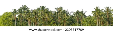 Palm trees in summer on white background with clipping path and alpha channel. Royalty-Free Stock Photo #2308317709