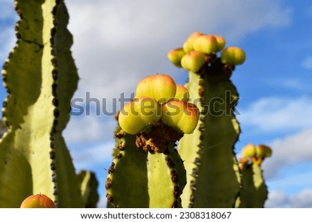 Yellow with orange tip seed pod on top of stem of wild common cadelabra tree (Euphorbia candelabrum, candelabra-tree, naboom) cactus, growing in Lanzarote, Canary islands, in background of blue sky