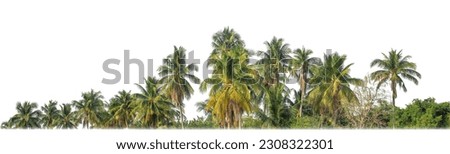 Palm trees in summer on white background with clipping path and alpha channel.