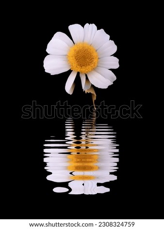 reflaction of the flower in the water
