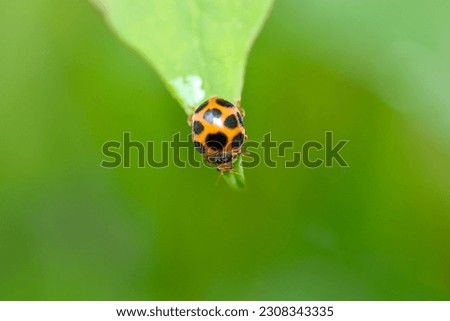 Ladybird (Tohoshitento, Epilachna admirabilis) perching on the tip of a green leaf (Green background outdoor close up macro photograph)