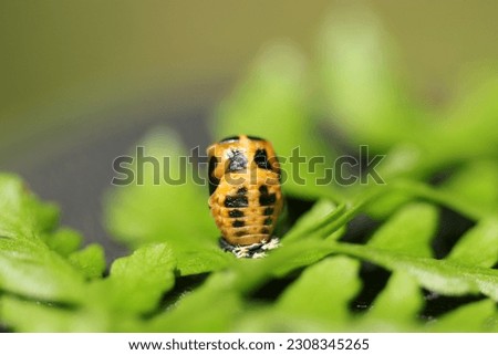 Pupa of a Seven spotted ladybug (Nanahoshitentomushi, Coccinella septempunctata) on a fern leaf (Sunny outdoor close up macro photograph)