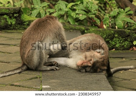 Monkeys grooming each other bonding behaviour
