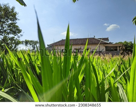 Photo of green landscape, sky and house in farm field 