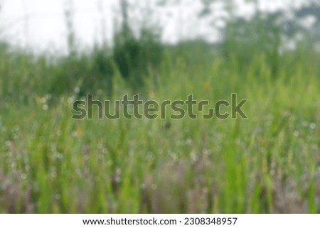 blurred background of weed plants in garden