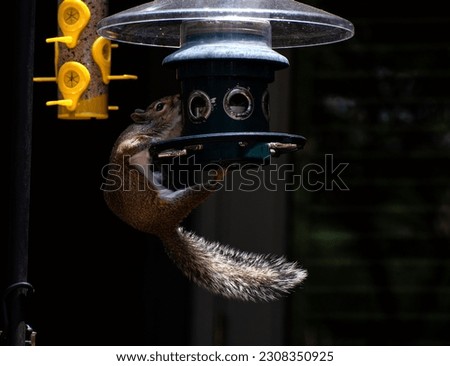 Squirrel eating out of a bird feeder ￼