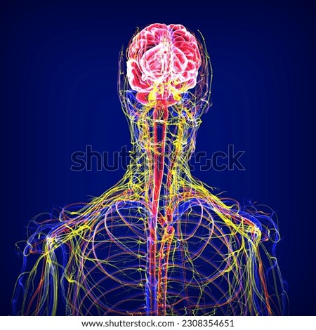 anatomy of brain nerves and arteries veins 3d illustration