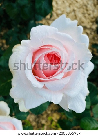 White rose background picture. A picture of nature's rose garden. High Definition Rose Photo