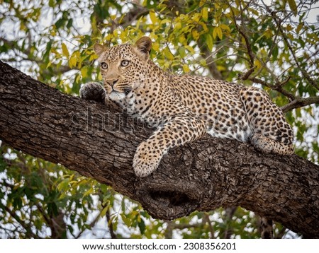 Closeup of A Cheetah Relaxing on Tree with Bright Bokeh Background