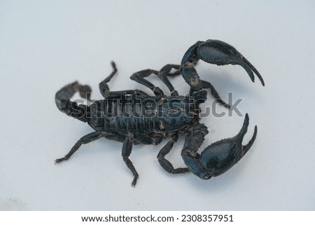 Scorpion dangerous fighter on the white background