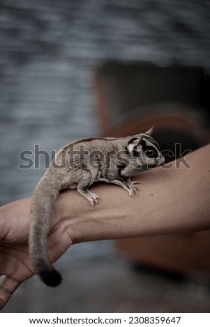The sugar glider is a type of small gliding possum animal, which has omnivorous, arboreal and nocturnal behavior and belongs to the infraclass Marsupialia