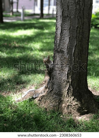squirrel perched on a tree