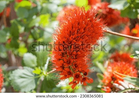Red Natal Bottlebrush flower stem (greyia sutherlandii) also known as transvaal bottlebrush.