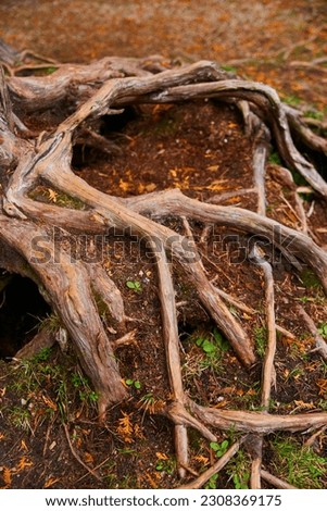 Crisscrossing tree roots with brown forest floor and hollow under roots Royalty-Free Stock Photo #2308369175