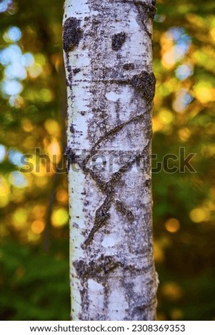 Natural x on a birch or aspen tree bark with faded forest green background