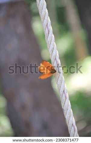A butterfly perched on a white rope