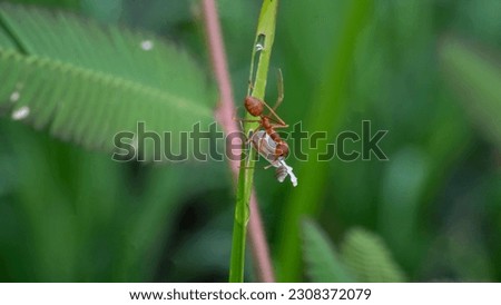Fire ants are one of the ant genera, namely the Solenopsis genus.
Fire ants are capable of stinging animals as well as humans. The sting of the fire ant is painful