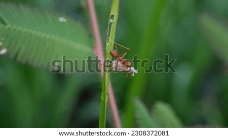 Fire ants are one of the ant genera, namely the Solenopsis genus.
Fire ants are capable of stinging animals as well as humans. The sting of the fire ant is painful