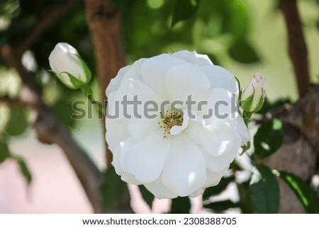 Close-up view of an iceberg rose flower, also known as climbing roses.