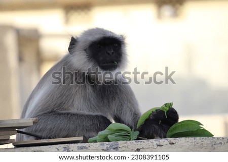 A potrait view of monkey. Monkey is eating leaves.