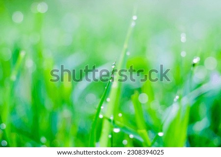Pictures water drops in morning sunlight.Water holding on the leaf.Picture style landscape can use for copy space or background.