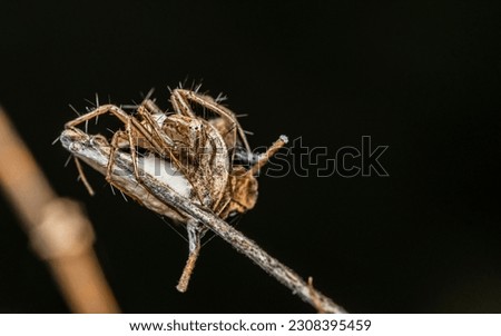 A female lynx spider sits its nest on tree branch, Macro photo of an insect in nature, Selective focus.