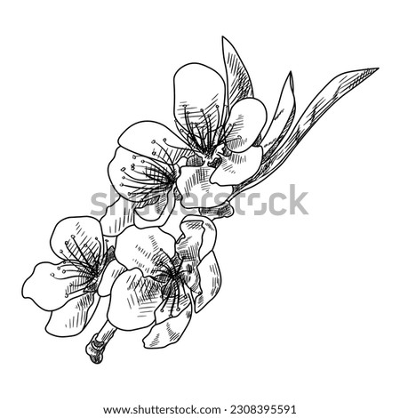 Drawn tree branch with peach flowers and leaves on white backgro