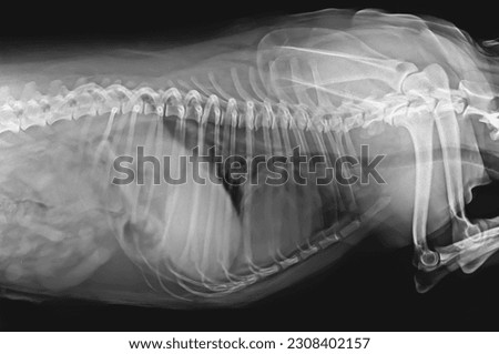 A thoraco-abdominal radiograph of a dog