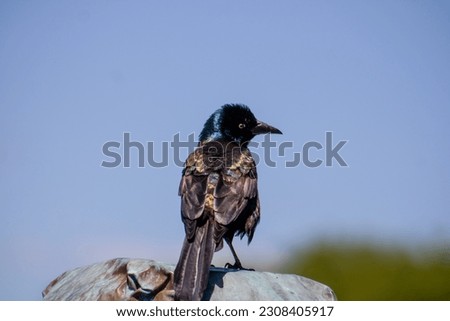 Picture of a Beautiful black bird 