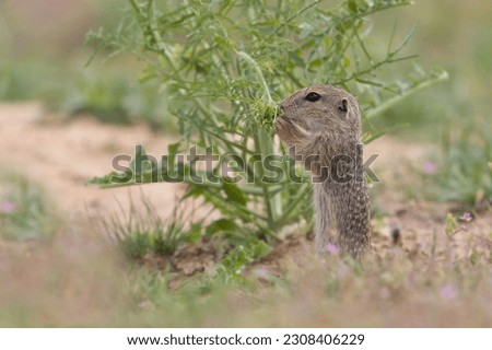 A young  ground squirrel pose in the grass. Spermophilus citellus